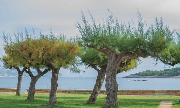 Trees by the bay — Stock Photo, Image