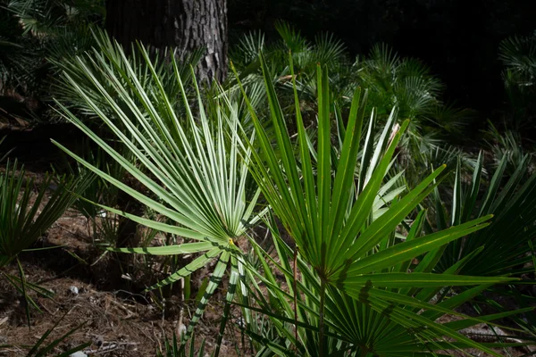 Fan palm Chamaerops humilis humilis in donkere omgeving — Stockfoto