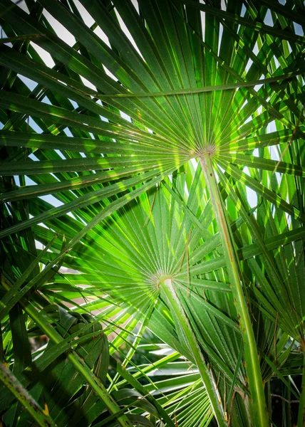 Fan palm chamaerops humilis bakgrund — Stockfoto