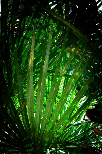 Fan palm chamaerops humilis bakgrund — Stockfoto