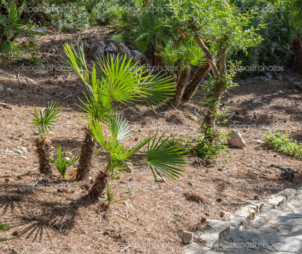 Abanico De Palma Chamaerops Humilis Con Plantas J venes Fotograf a De abanico-de-palma-chamaerops-humilis-con-plantas-j-venes-fotograf-a-de