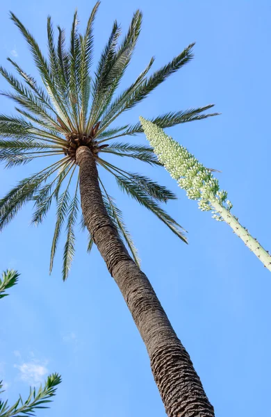 Palmiye ağacı ve agave çiçek çapraz ve dikey — Stok fotoğraf