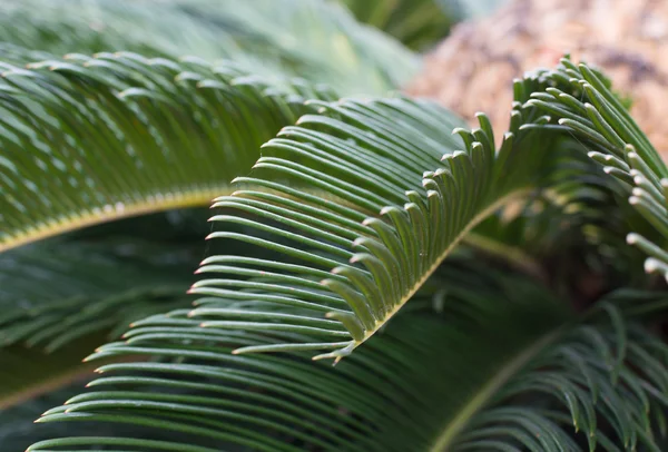 Palm Cykas japonský closeup — Stock fotografie