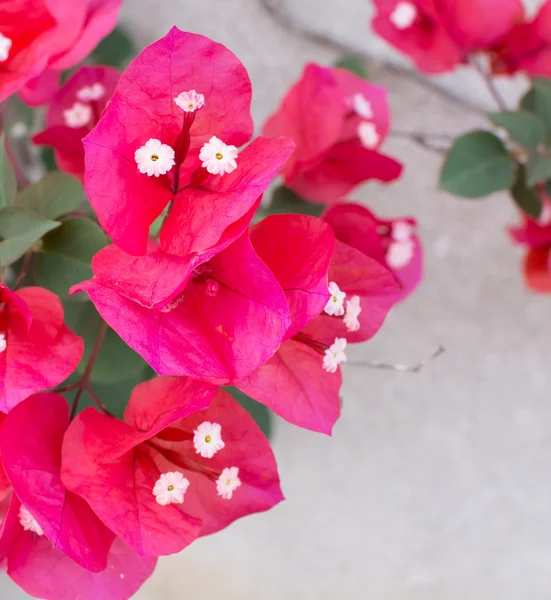 Closeup červená popínavé rostliny — Stock fotografie