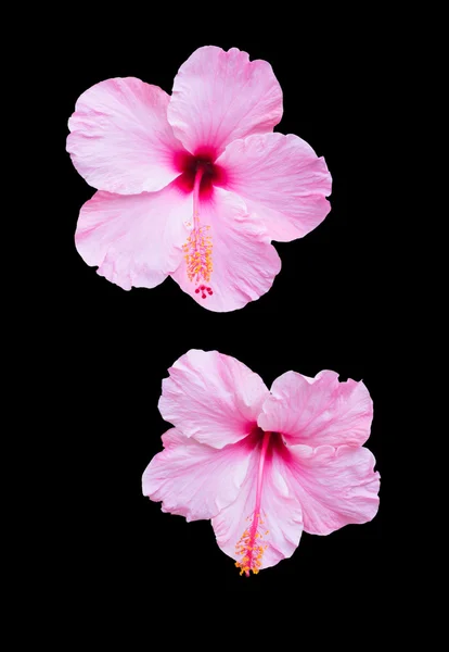 Rosa hibiskus — Stockfoto