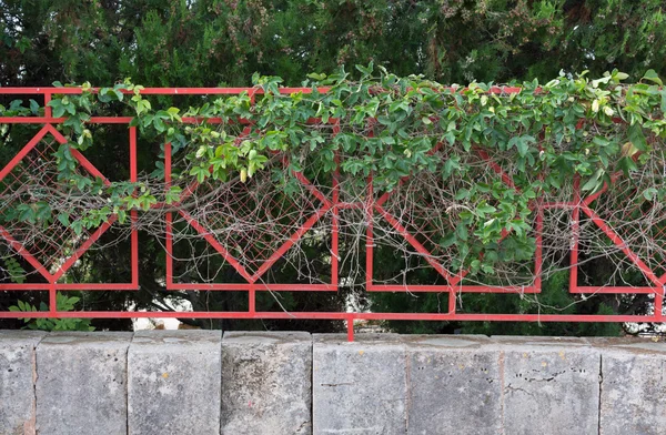 緑色植物は赤いフェンスにしがみついています。 — ストック写真