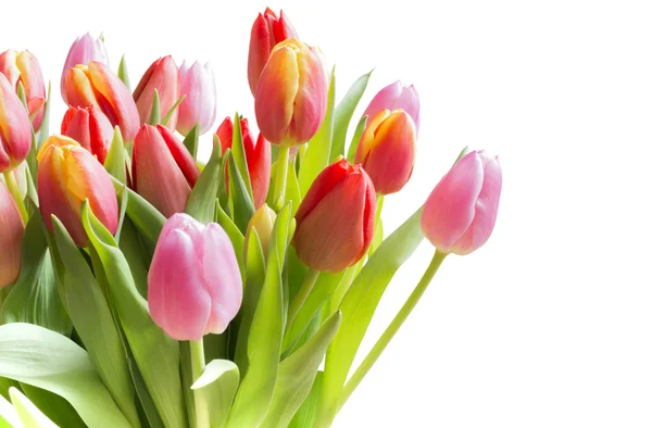 Spring tulips — Stock Photo, Image