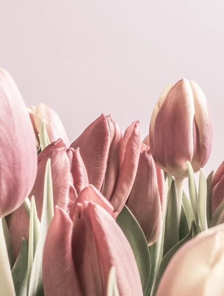 Vintage Tulips — Stock Photo, Image