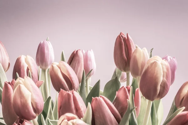 Vintage Tulpen blassrosa — Stockfoto