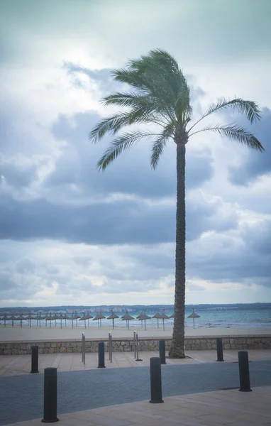 Palm Tree Playa de Palma vertical — Stock Photo, Image