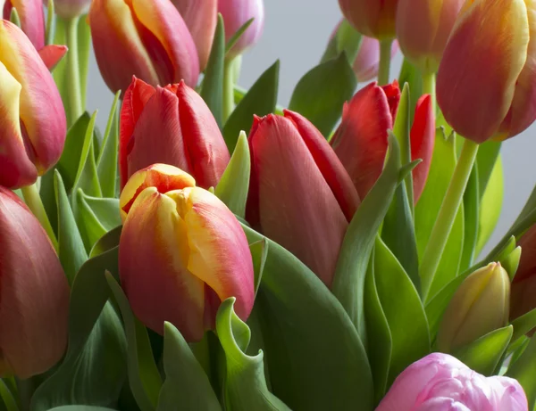 Colorful Tulips full frame — Stock Photo, Image