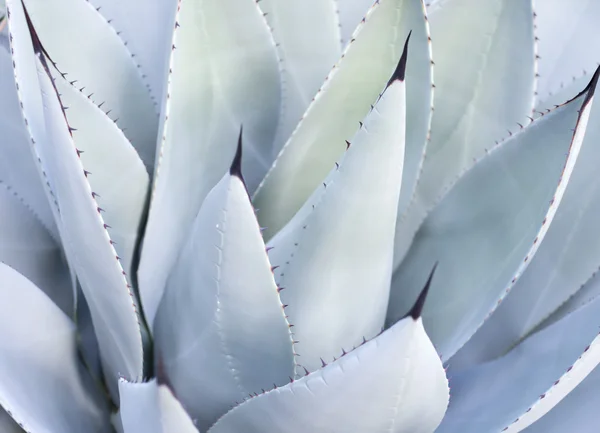 Hojas decorativas sobre planta de Aloe Vera —  Fotos de Stock