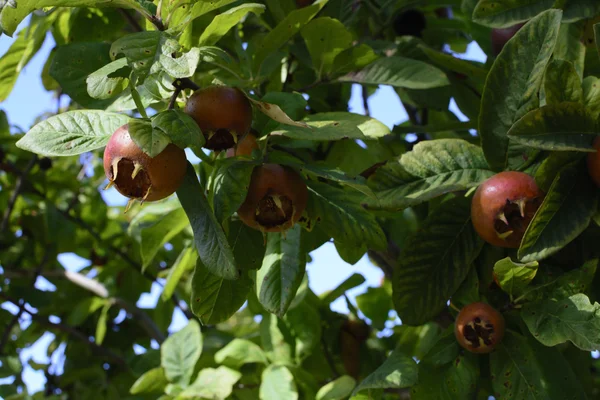 Common Medlar fruit — Stock Photo, Image