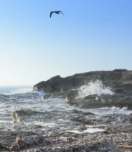 Seagull Chi Seas — стоковое фото