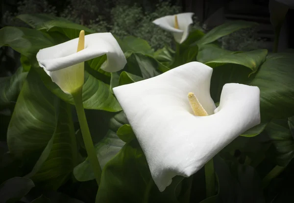 Trois Callas blancs — Photo