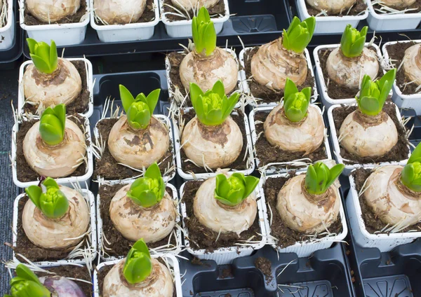 Hyacinth bulbs in plastic pots — Stock Photo, Image