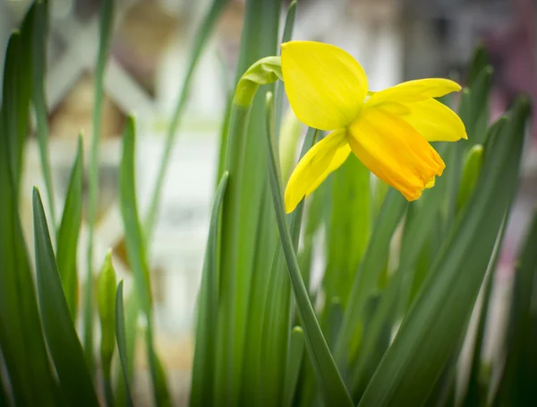Narciso amarillo único — Foto de Stock