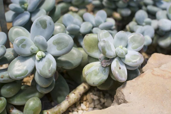 Moonstones plant — Stock Photo, Image