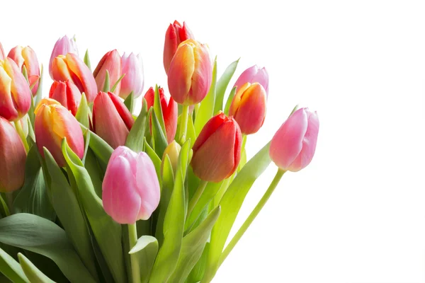 Frühlingsfarbe Tulpen — Stockfoto