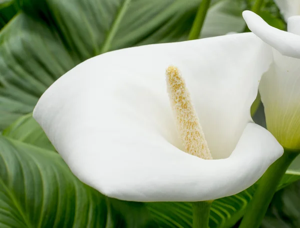 Calla närbild — Stockfoto