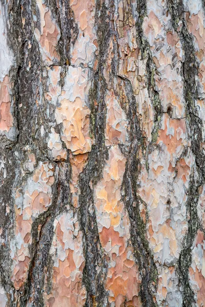나무 껍질 질감 배경 scots 소나무 — 스톡 사진