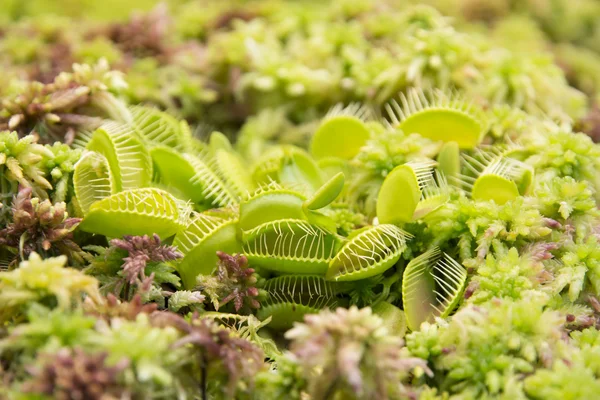 Venus flytrap Dionaea muscipula — Stockfoto