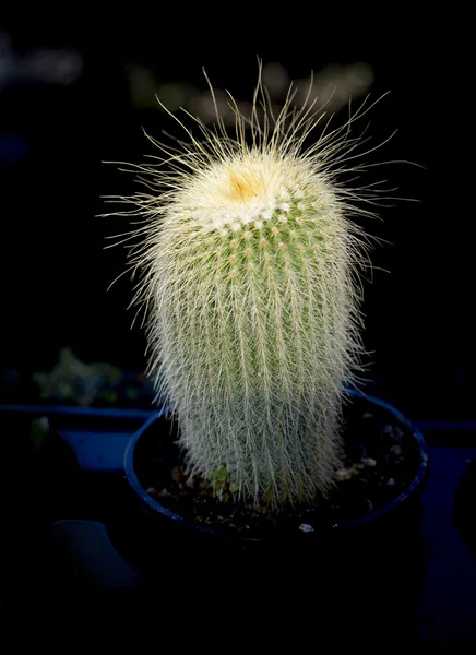 Kaktus i ljus — Stockfoto