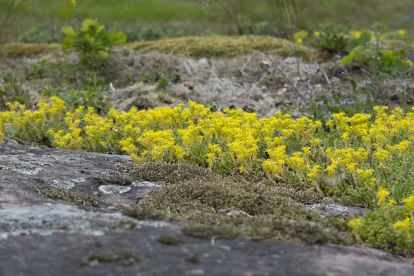 Pedra Mossy amarela — Fotografia de Stock
