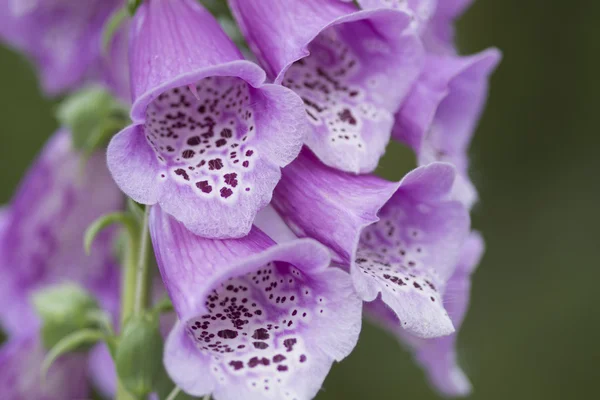 Digitalis purpurea closeup — Stock Photo, Image