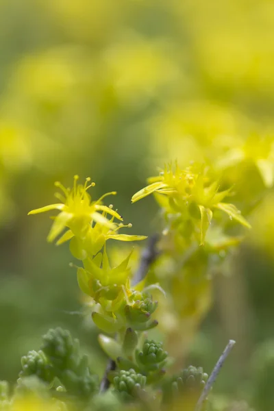 Mossy Stonecrop amarillo — Foto de Stock