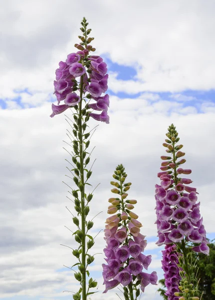 Gemensamma fingerborgsblomma växer tall — Stockfoto