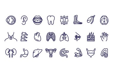 Human Internal Organs Line Icons vector design 