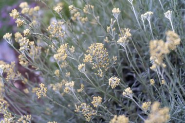 Sarı tomurcuklu köri bahçesi - kır evindeki makroyu kapat - helchrysum italicum bitkisi