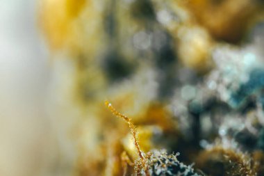 Marihuana, çiçek esrarı, trikolar ve pastaların makro görünümü.