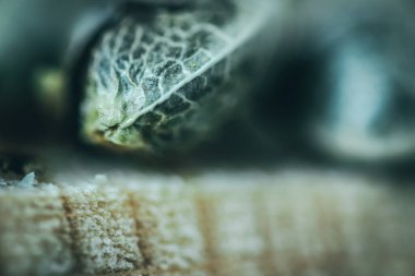 Esrar tohumlarının makro görünümü,