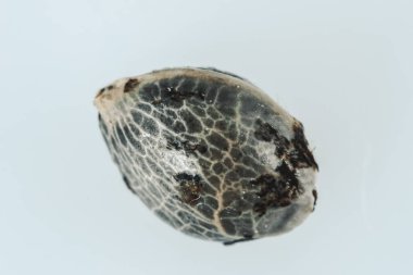 Esrar tohumlarının makro görünümü,