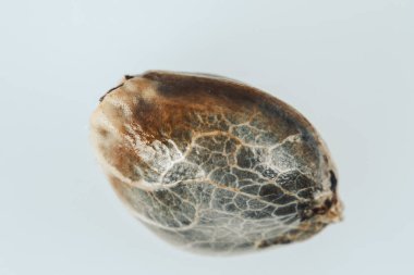 Esrar tohumlarının makro görünümü,