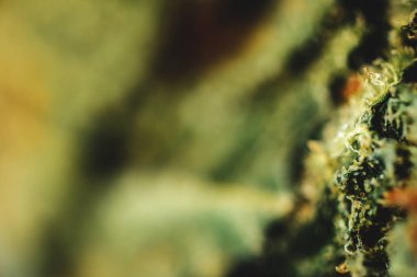 Marihuana, çiçek esrarı, trikolar ve pastaların makro görünümü.