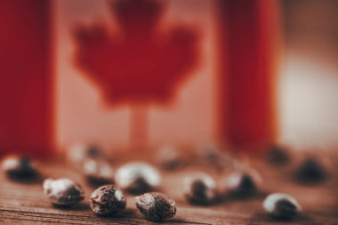 Kenevir çiçekleri ve Kanada bayrağıyla marihuana tohumları.