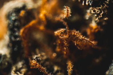 Marihuana, çiçek esrarı, trikolar ve pastaların makro görünümü.