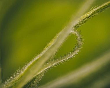 Kenevir çiçekleri ve makro görünümlü yapraklar üzerindeki pastalar Calyx ve Trichomes. 