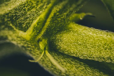 Kenevir çiçekleri ve makro görünümlü yapraklar üzerindeki pastalar Calyx ve Trichomes. 