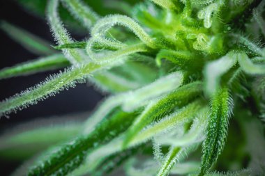 Kenevir çiçekleri ve makro görünümlü yapraklar üzerindeki pastalar Calyx ve Trichomes. 