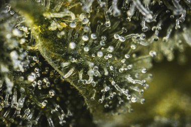 Kenevir çiçekleri ve makro görünümlü yapraklar üzerindeki pastalar Calyx ve Trichomes. 