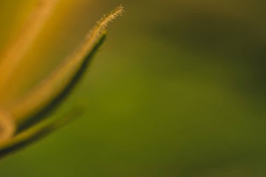 Kenevir çiçekleri ve makro görünümlü yapraklar üzerindeki pastalar Calyx ve Trichomes. 