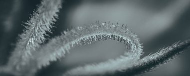 Kenevir çiçekleri ve makro görünümlü yapraklar üzerindeki pastalar Calyx ve Trichomes. 