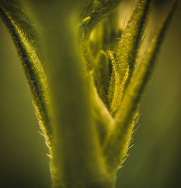 Kenevir çiçekleri ve makro görünümlü yapraklar üzerindeki pastalar Calyx ve Trichomes. 