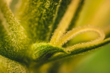 Kenevir çiçekleri ve makro görünümlü yapraklar üzerindeki pastalar Calyx ve Trichomes. 