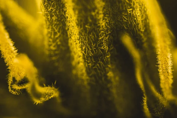 Pistilos Cáliz Tricomas Sobre Flores Hojas Cannabis Macro View — Foto de Stock