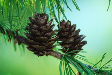 çam ağacında koni